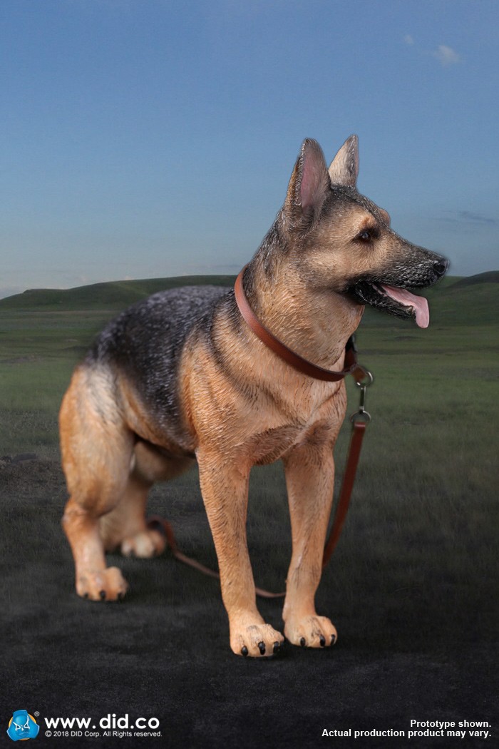 AS003 German Shephard 7.jpg