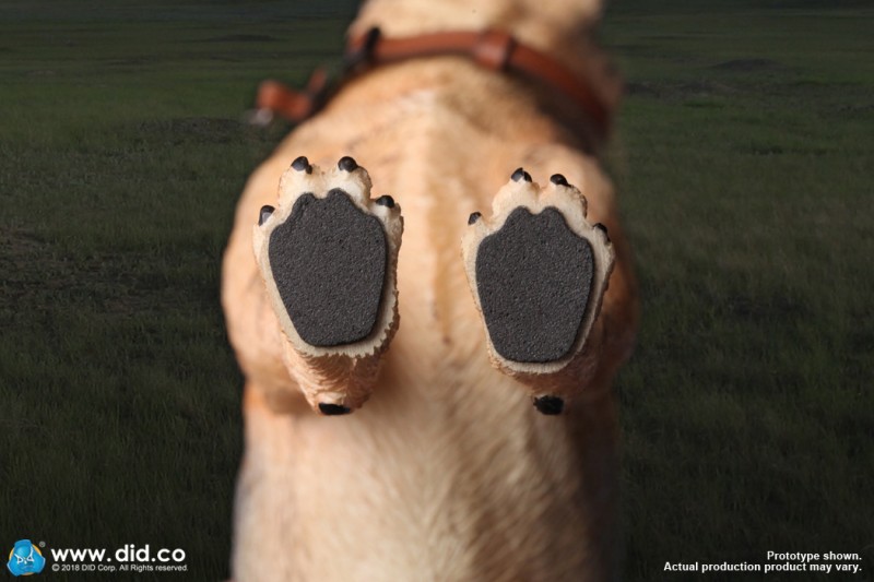 AS003 German Shephard 11.jpg