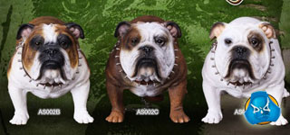 DID 1/6ţȮ/Bulldogs ɫ