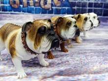̬䡱-DID 1/6 ӢţȮBULLDOG ɫ